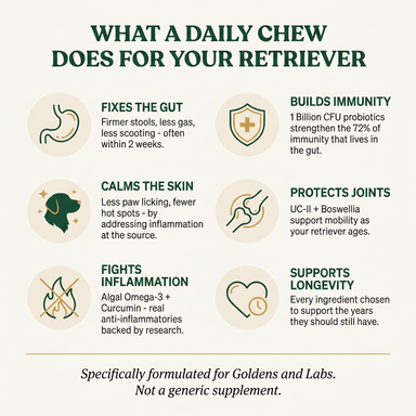 Golden and Labrador Retriever Longevity Chews