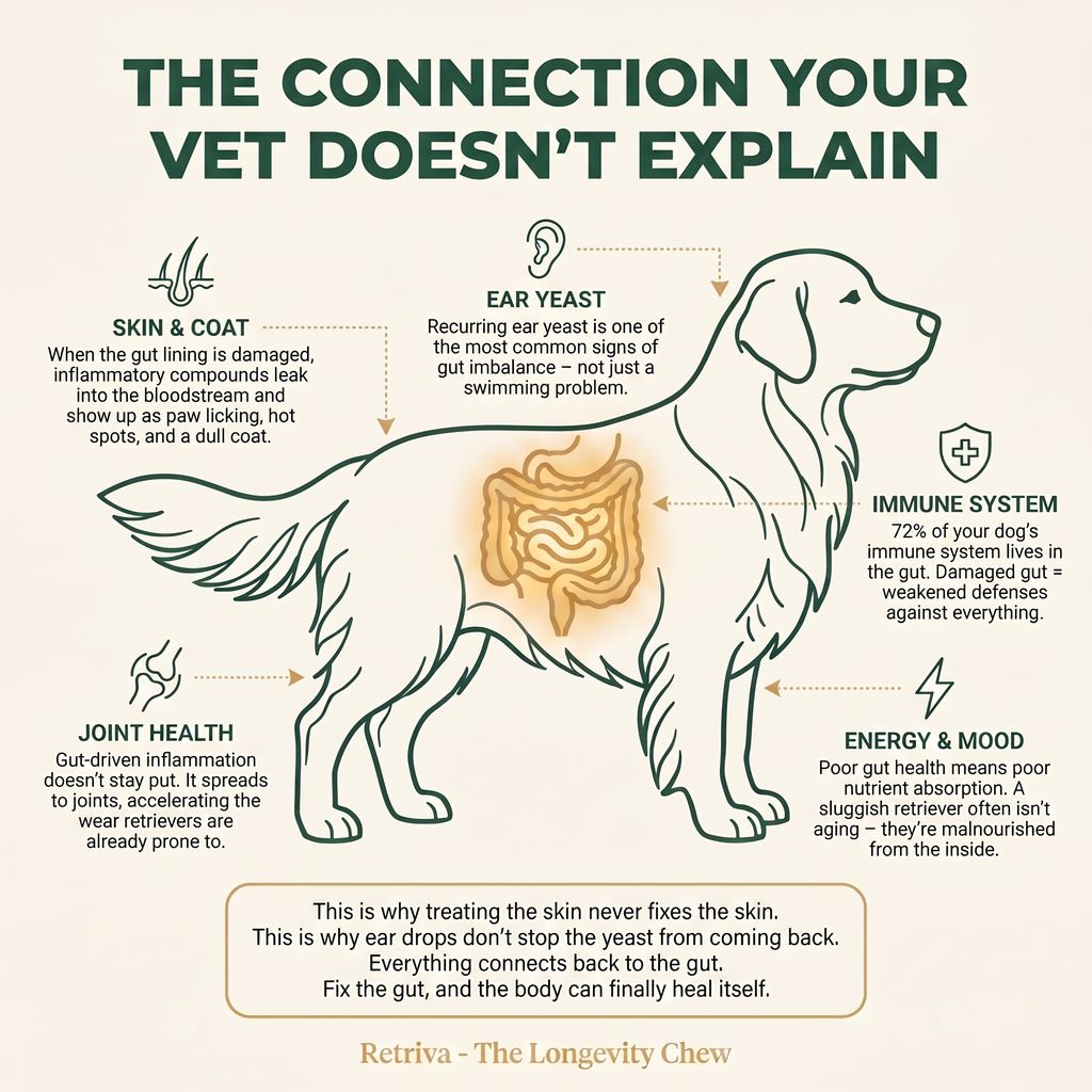Golden and Labrador Retriever Longevity Chews