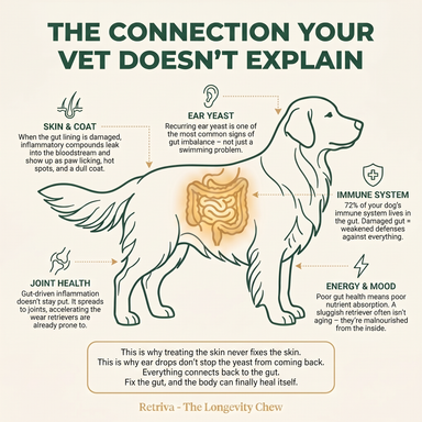 Golden and Labrador Retriever Longevity Chews