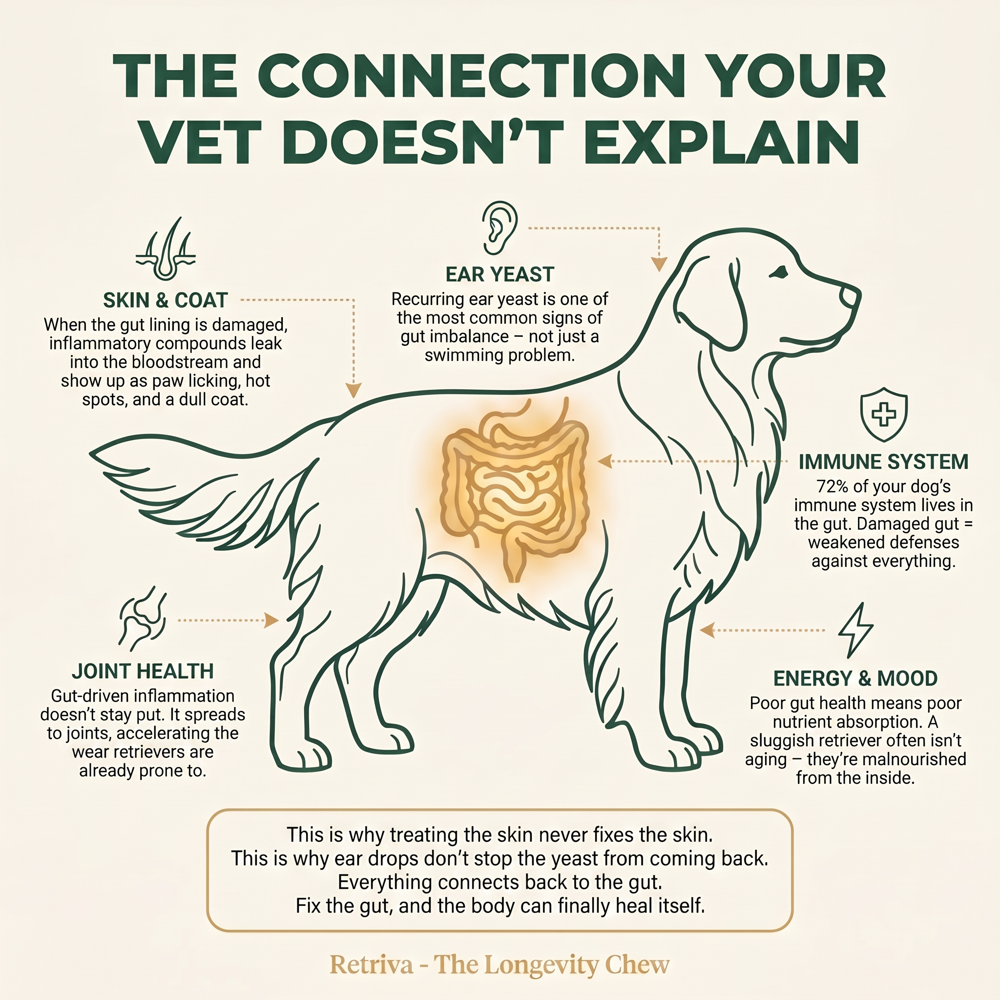 Golden and Labrador Retriever Longevity Chews