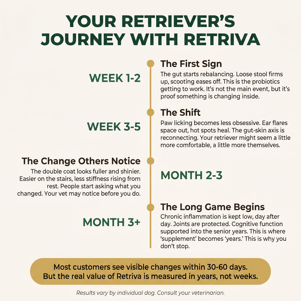 Golden and Labrador Retriever Longevity Chews