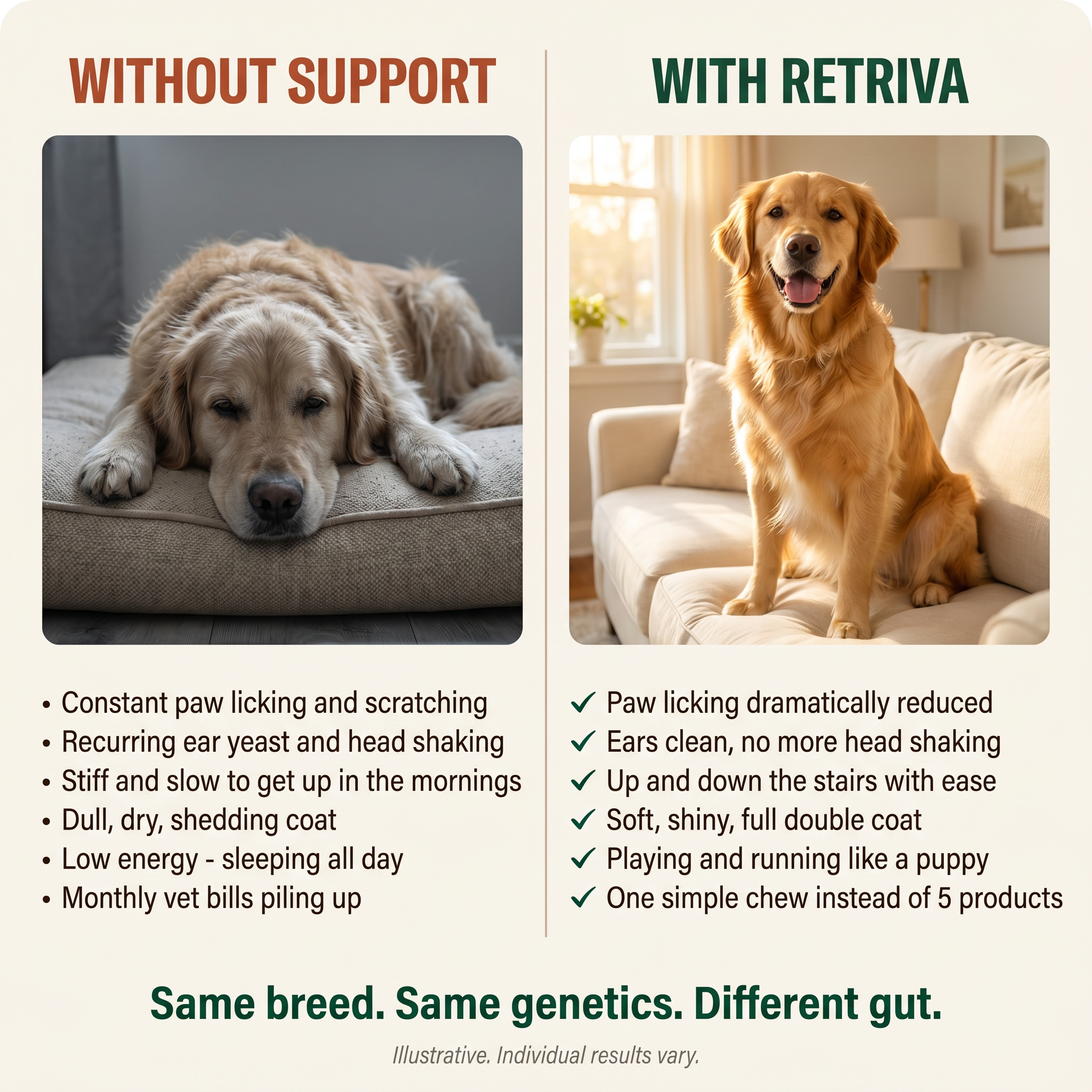 Golden and Labrador Retriever Longevity Chews